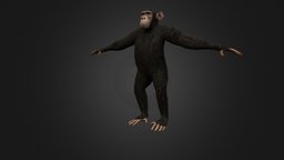 Chimpanzee