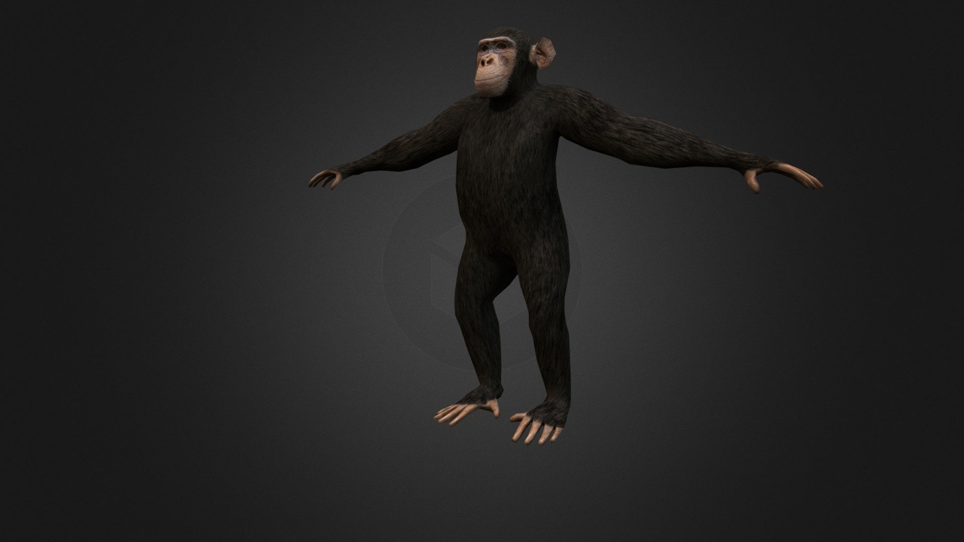 Chimpanzee 3d model