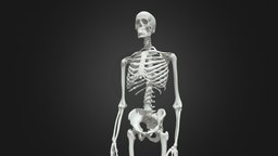 HumanSkeleton