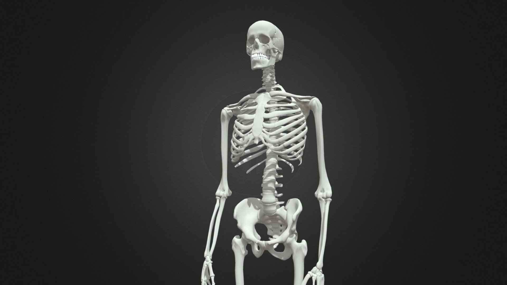 HumanSkeleton 3d model