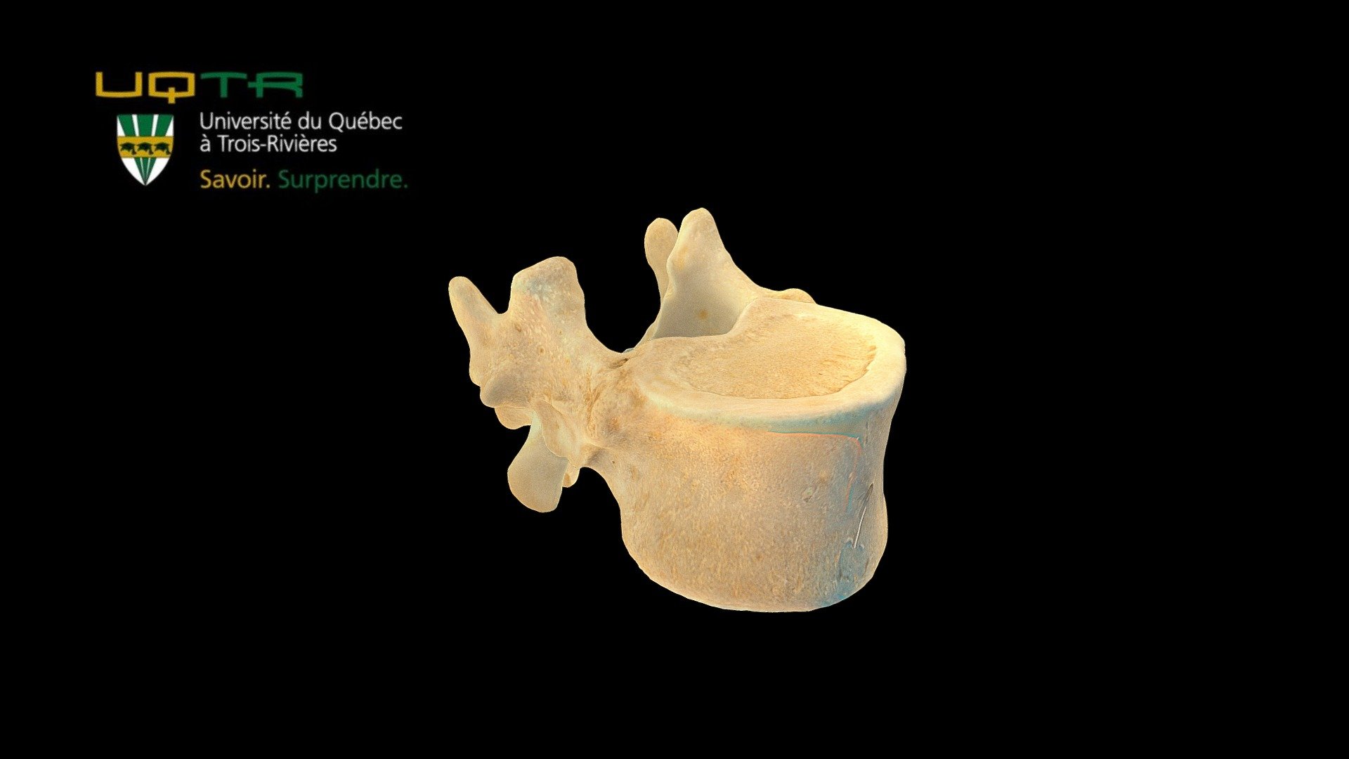 Vertèbre dorsale 12 / Thoracic vertebra 12 3d model