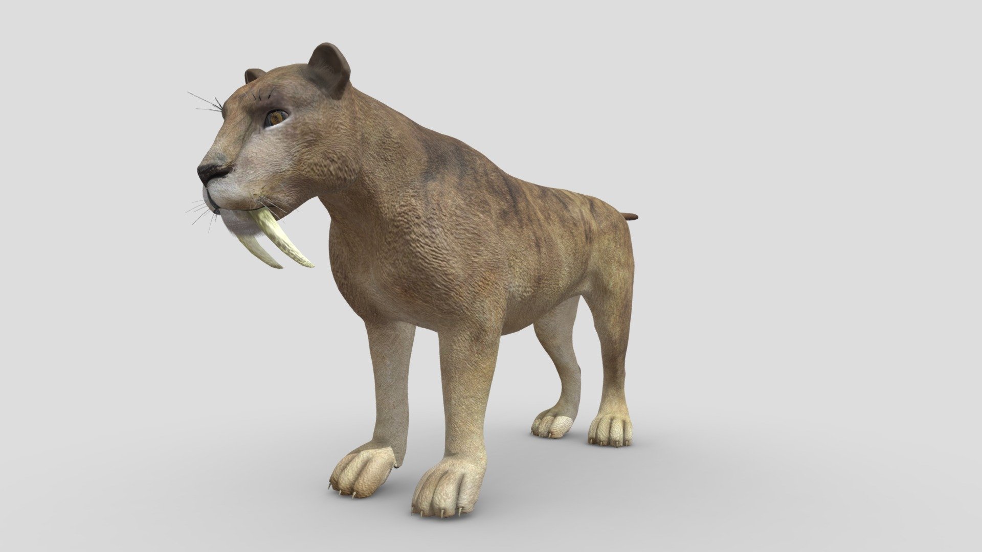 Sabertooth 3d model