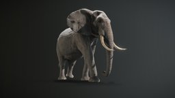 African elephant | PBR | Low poly