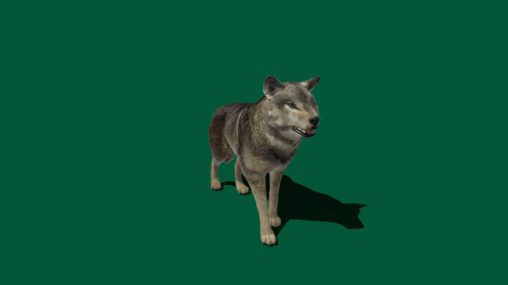 Timber Wolf 3d model