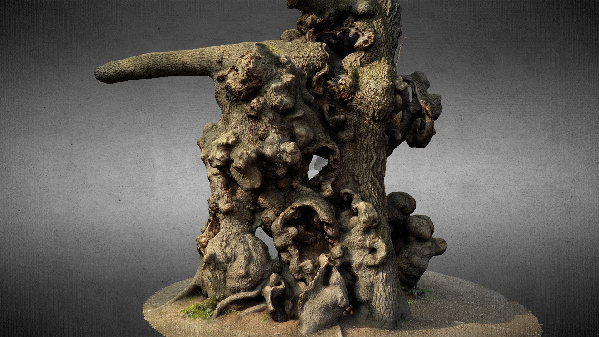 Old Lime Tree (Pottendorf) 3d model