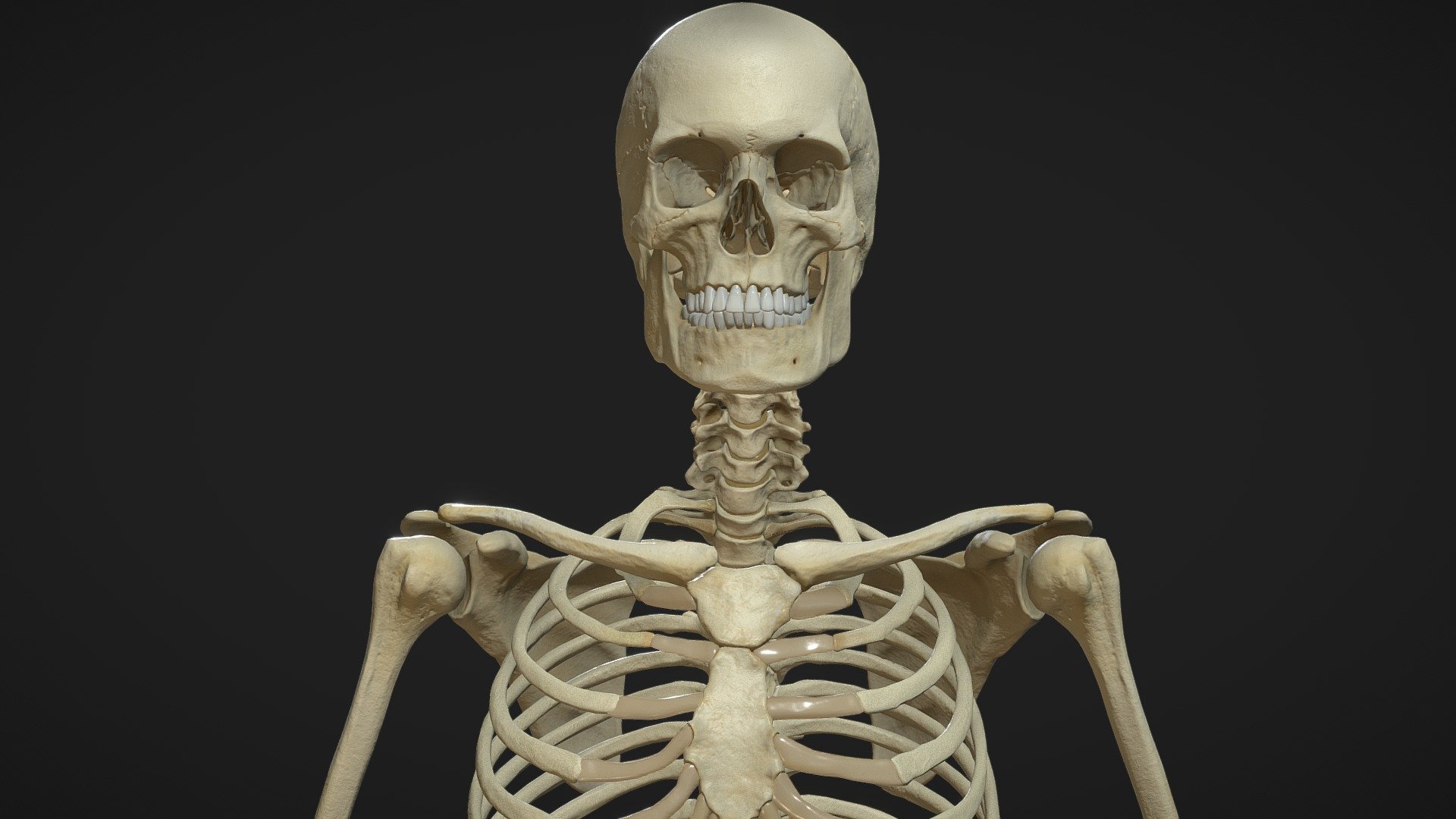 Skeleton PBR 2020 3d model