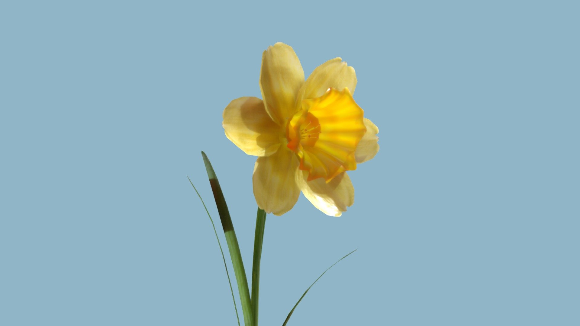 Jonquil 3d model