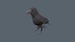 Raven Animation