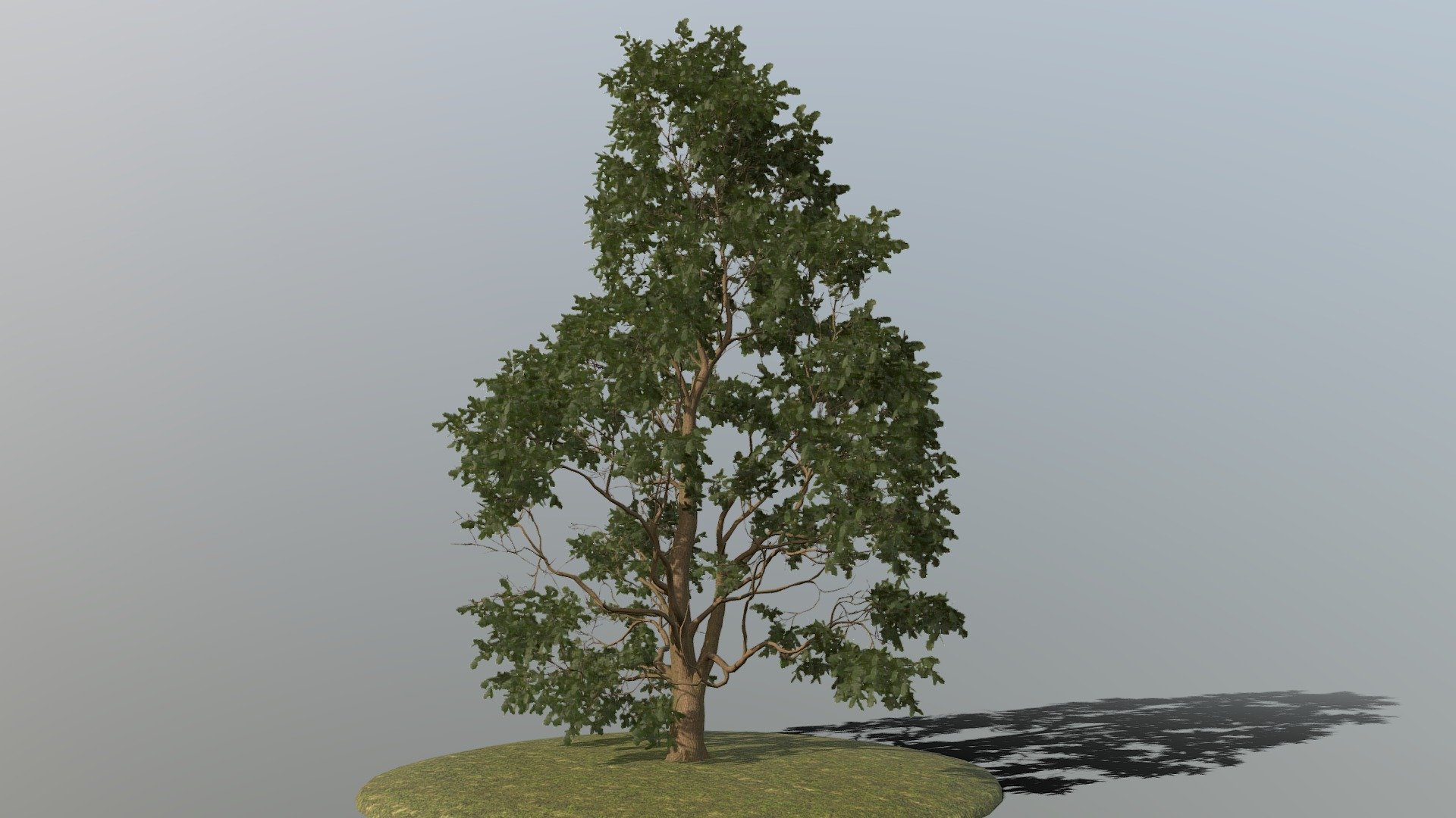 Oak Tree 3d model