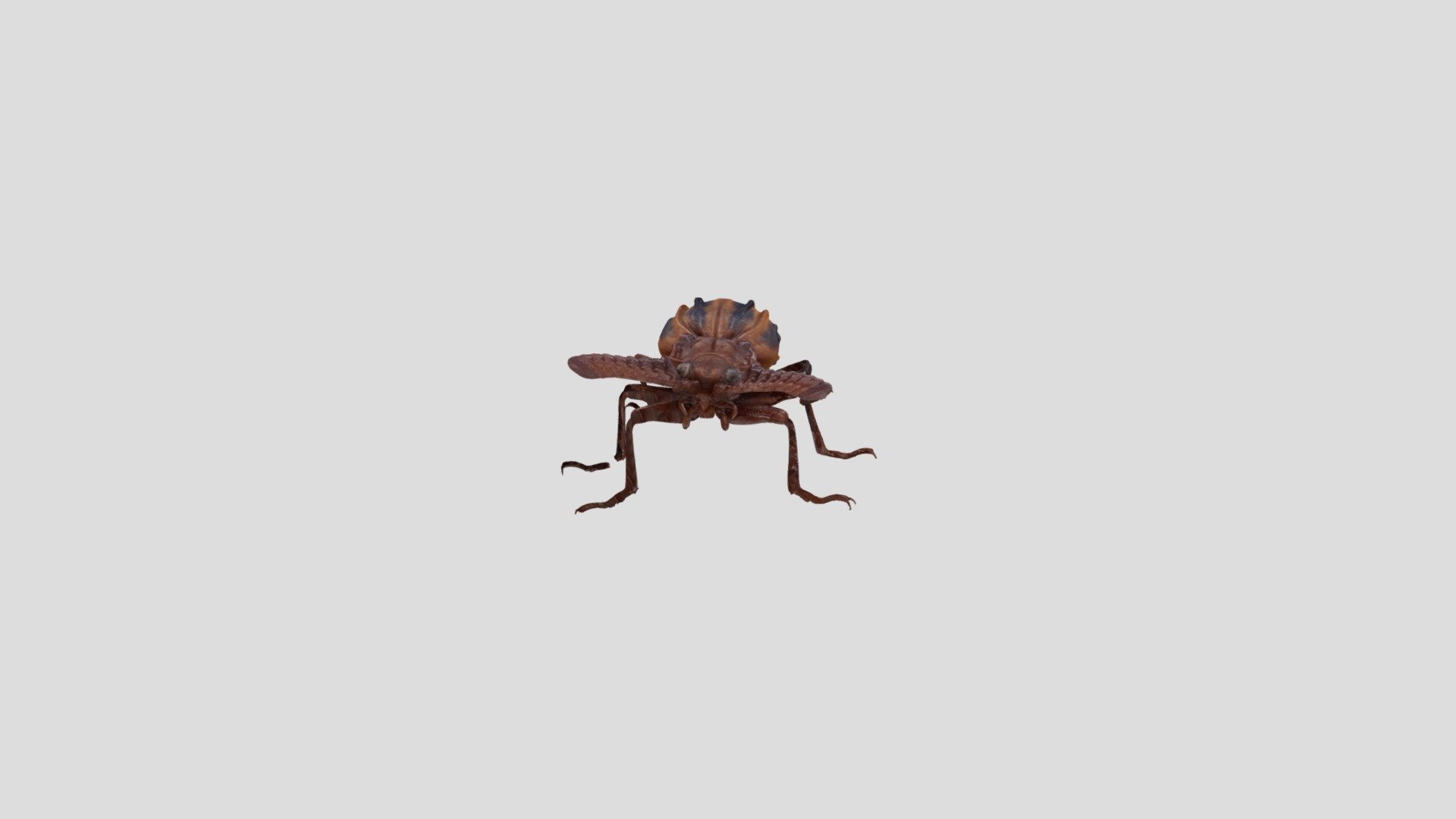 Beetle_Paussidae 3d model