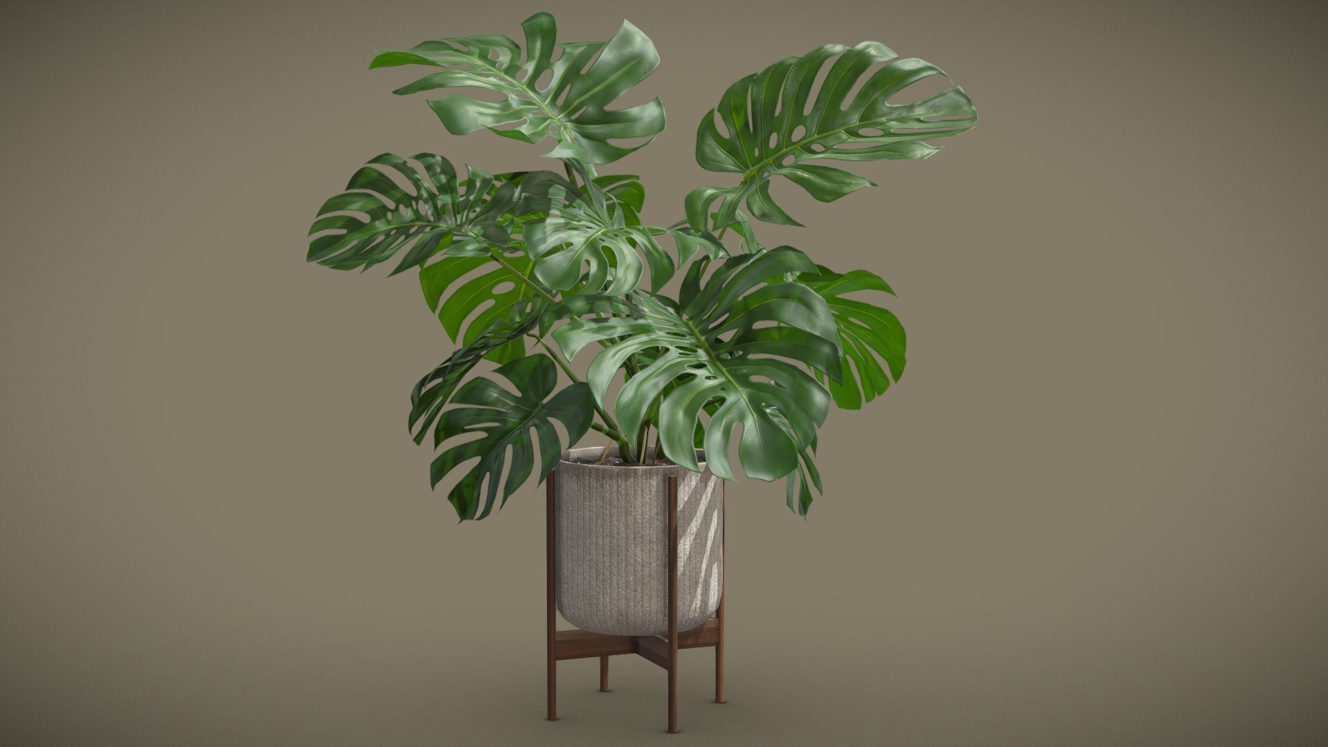 Potted Monstera Deliciosa 3d model