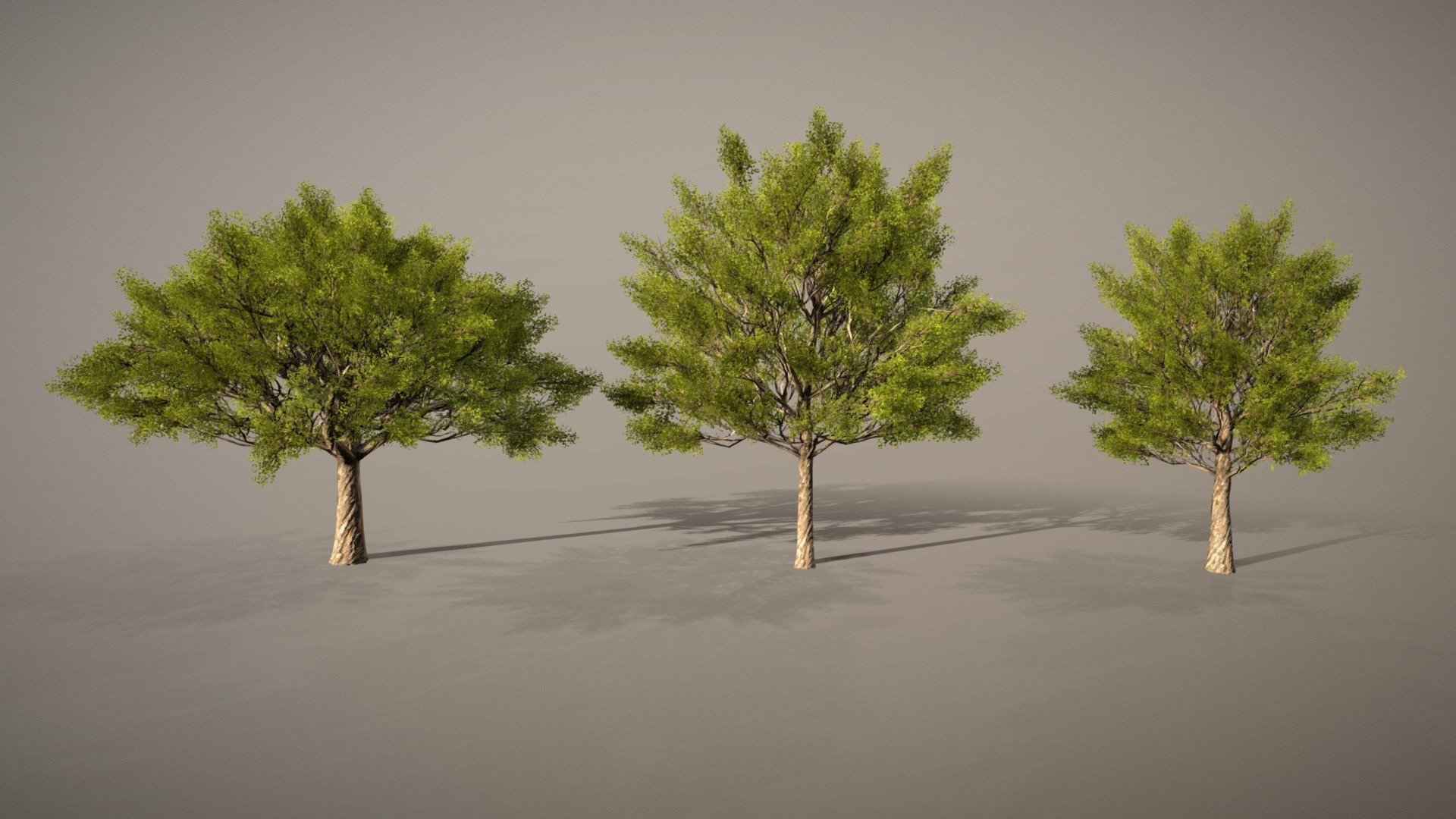 Tree Animate 3d model