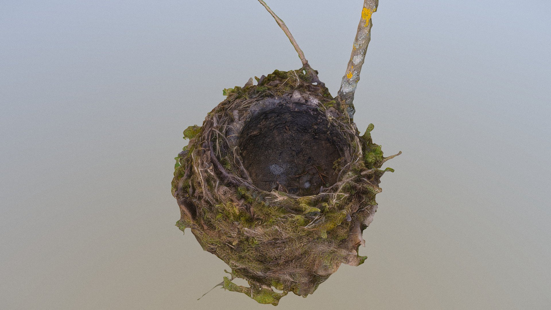 Bird nest 3d model