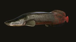 Arapaima