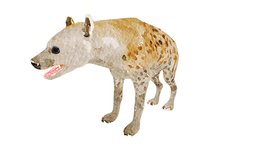 Hyena Illustration