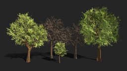 Trees (LowPoly)