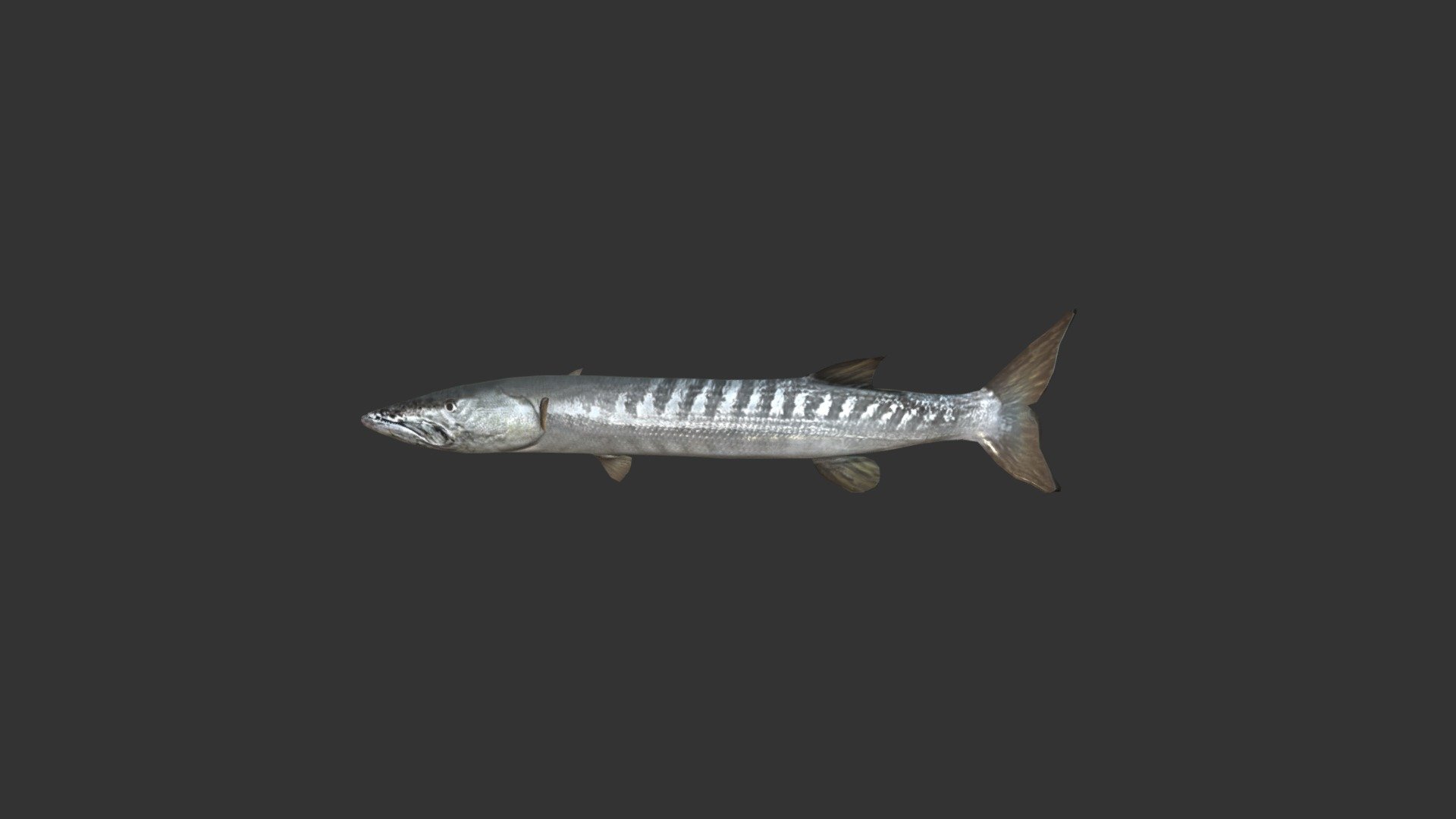 Barracuda 3d model