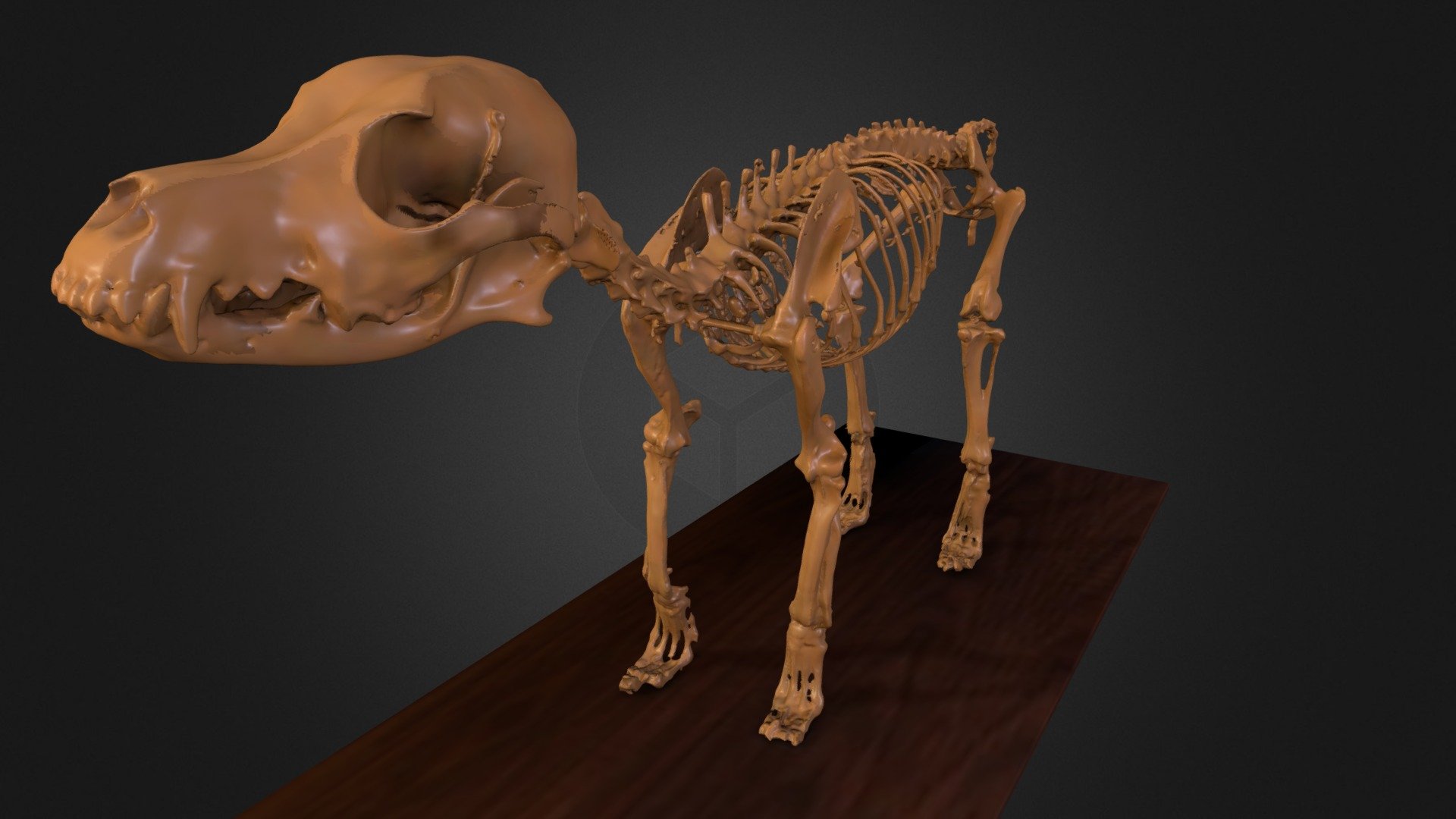 real dog skeleton (Fritzchen) 3d model