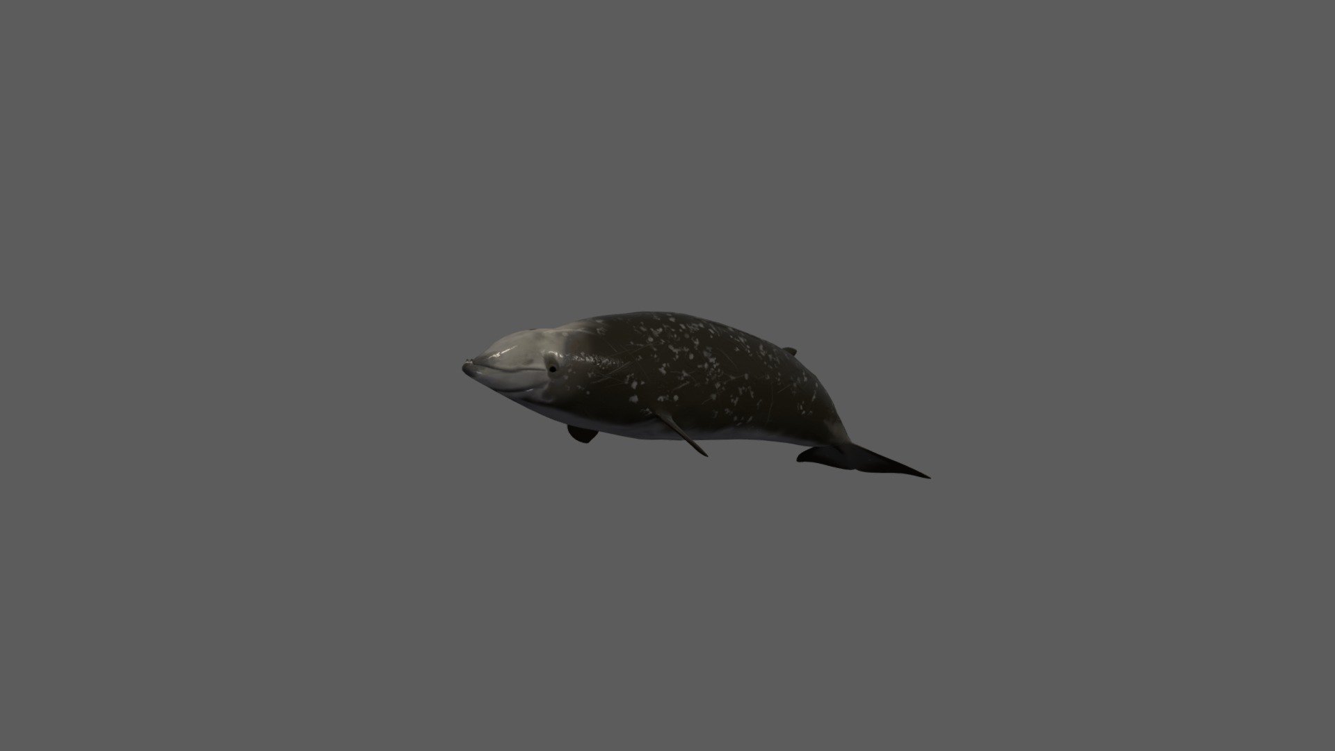 cuvier-whale 3d model