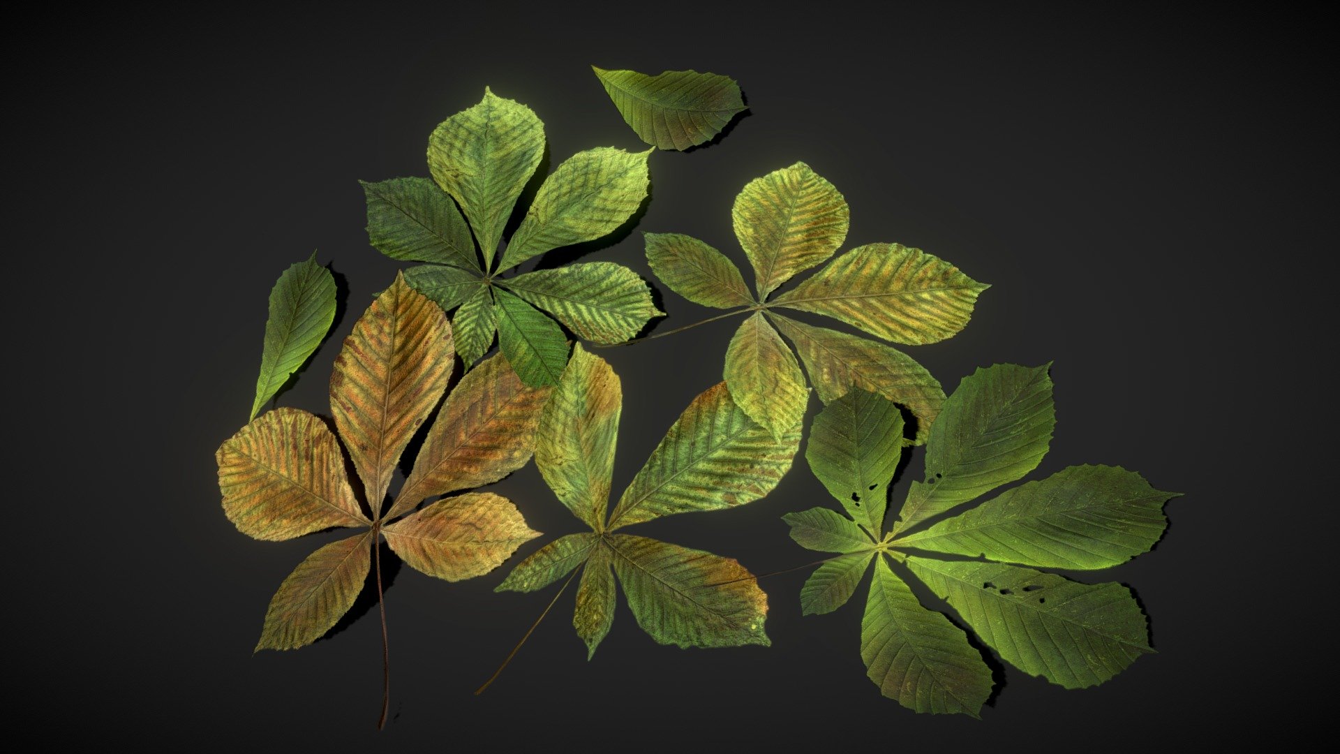 Chestnut Leaves 3d model