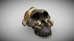 Australopithecus boisei