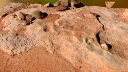 Dinosaur Nest with Egg and Caprolites