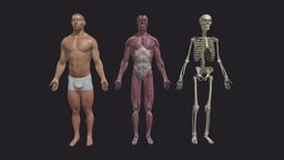 Male Base Mesh Collection