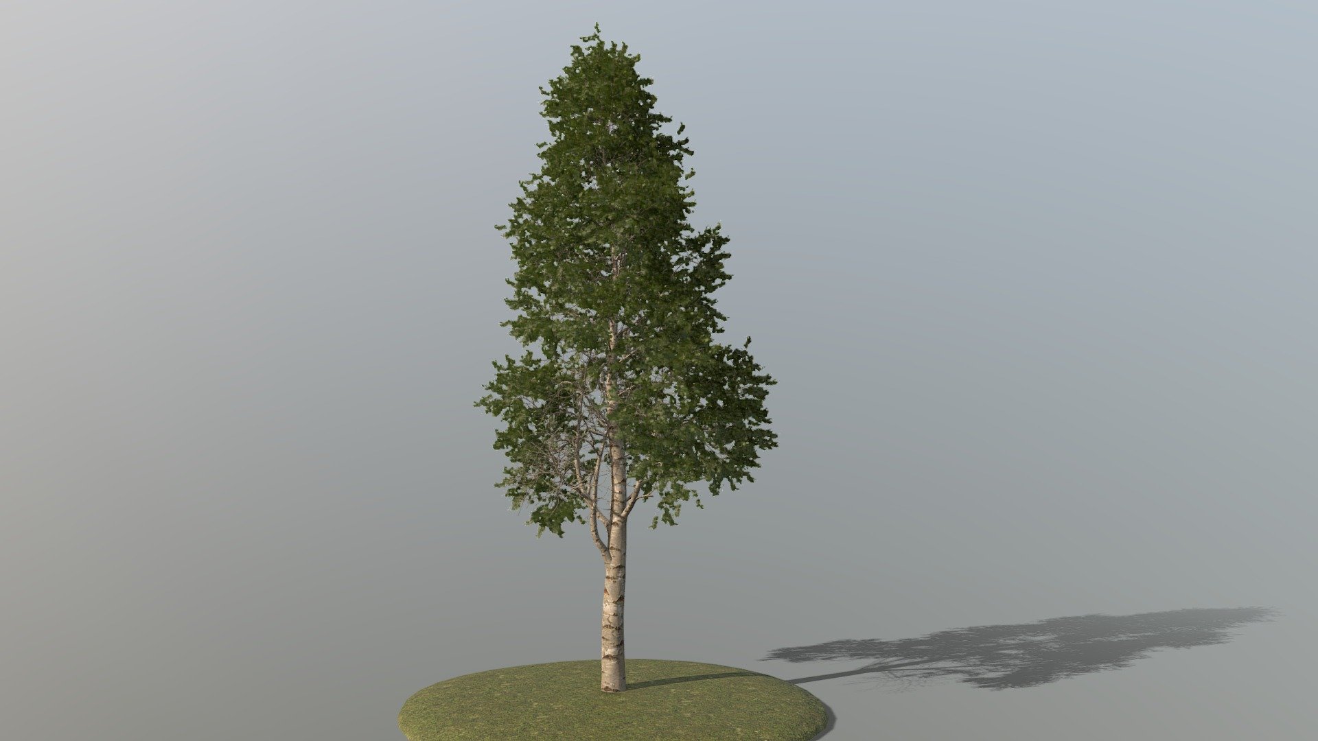 Birch Tree 3d model