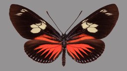 Heliconius doris eratonius