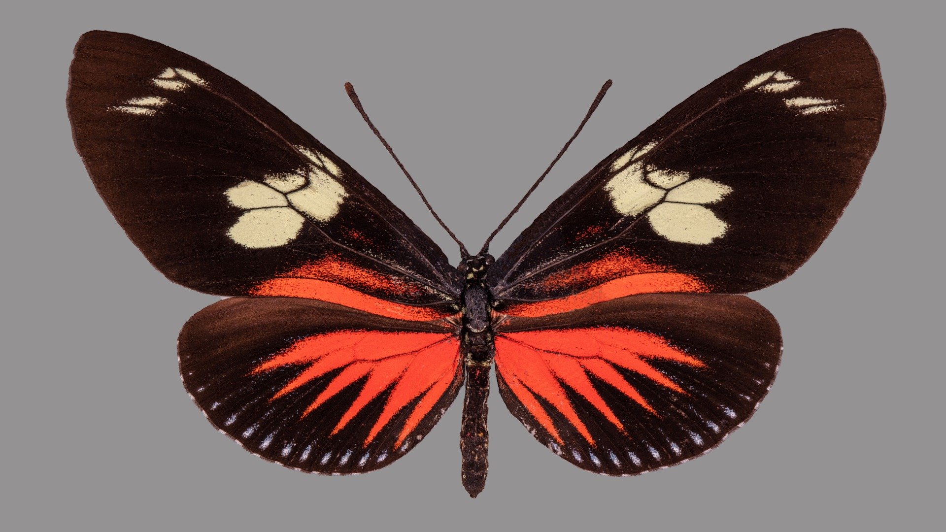 Heliconius doris eratonius 3d model