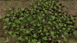 Ground Ivy