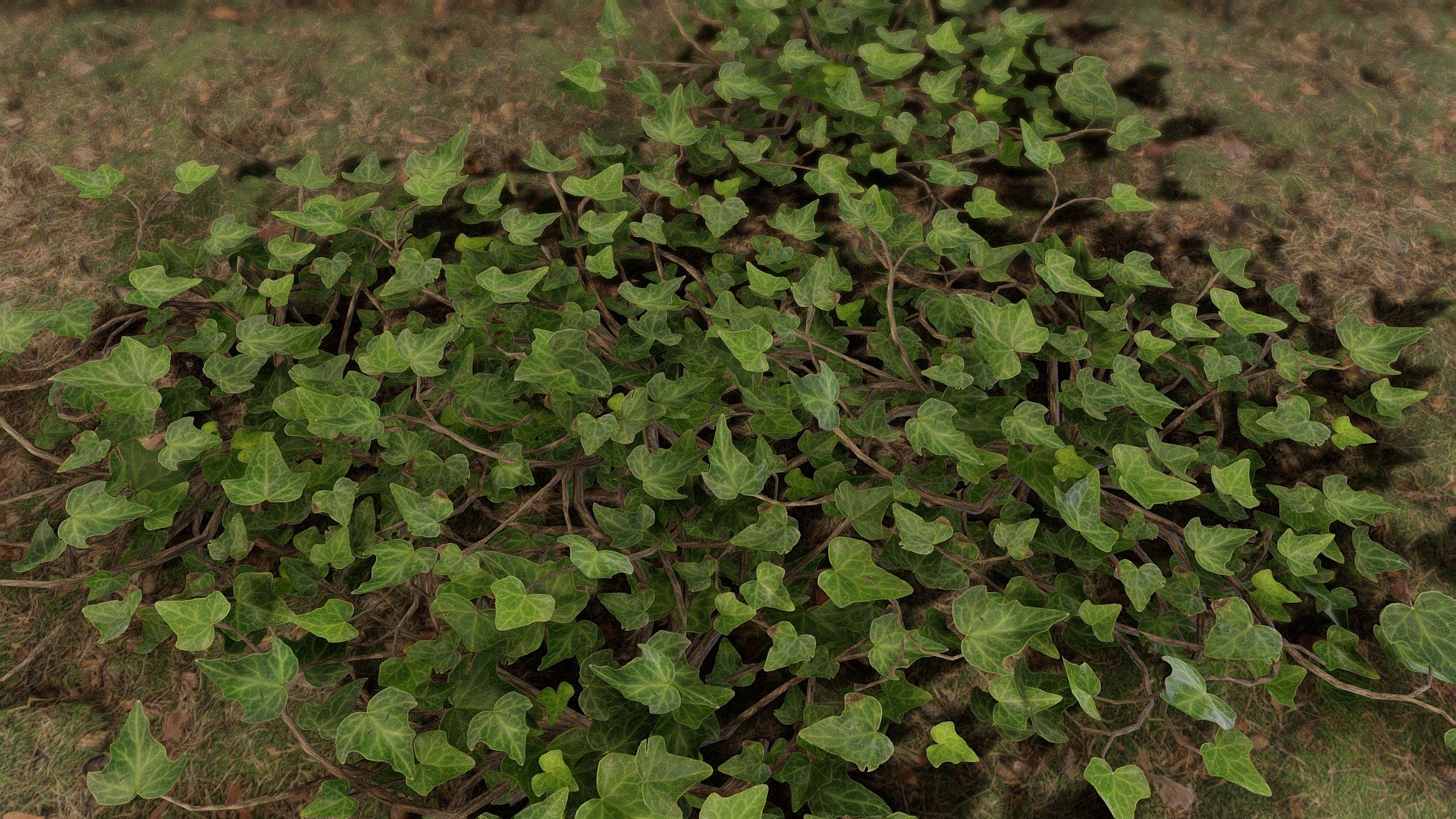 Ground Ivy 3d model