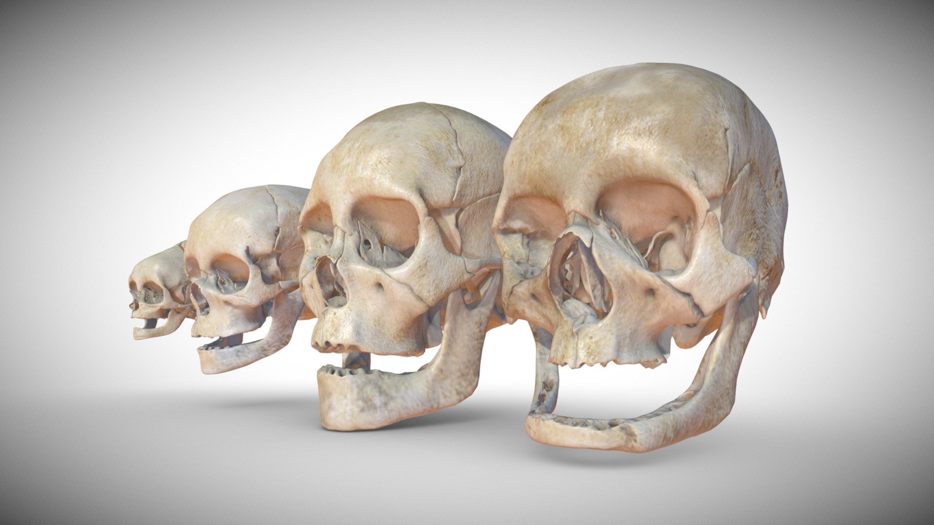 Age Based Skulls 3d model