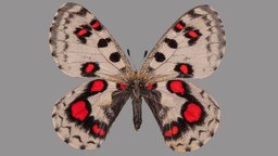 Parnassius nomion koiwayai