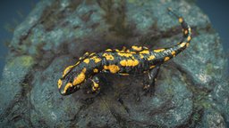 Fire Salamander With Terrain