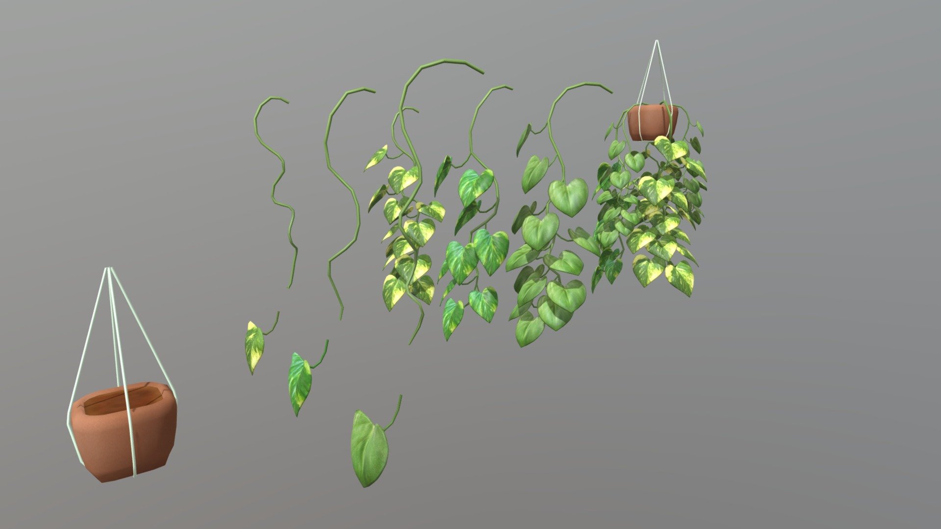 Hanging Pothos 3d model