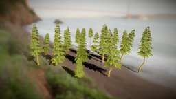 Pine Tree Models Pack 2022