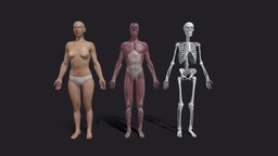 Female Basemesh Collection