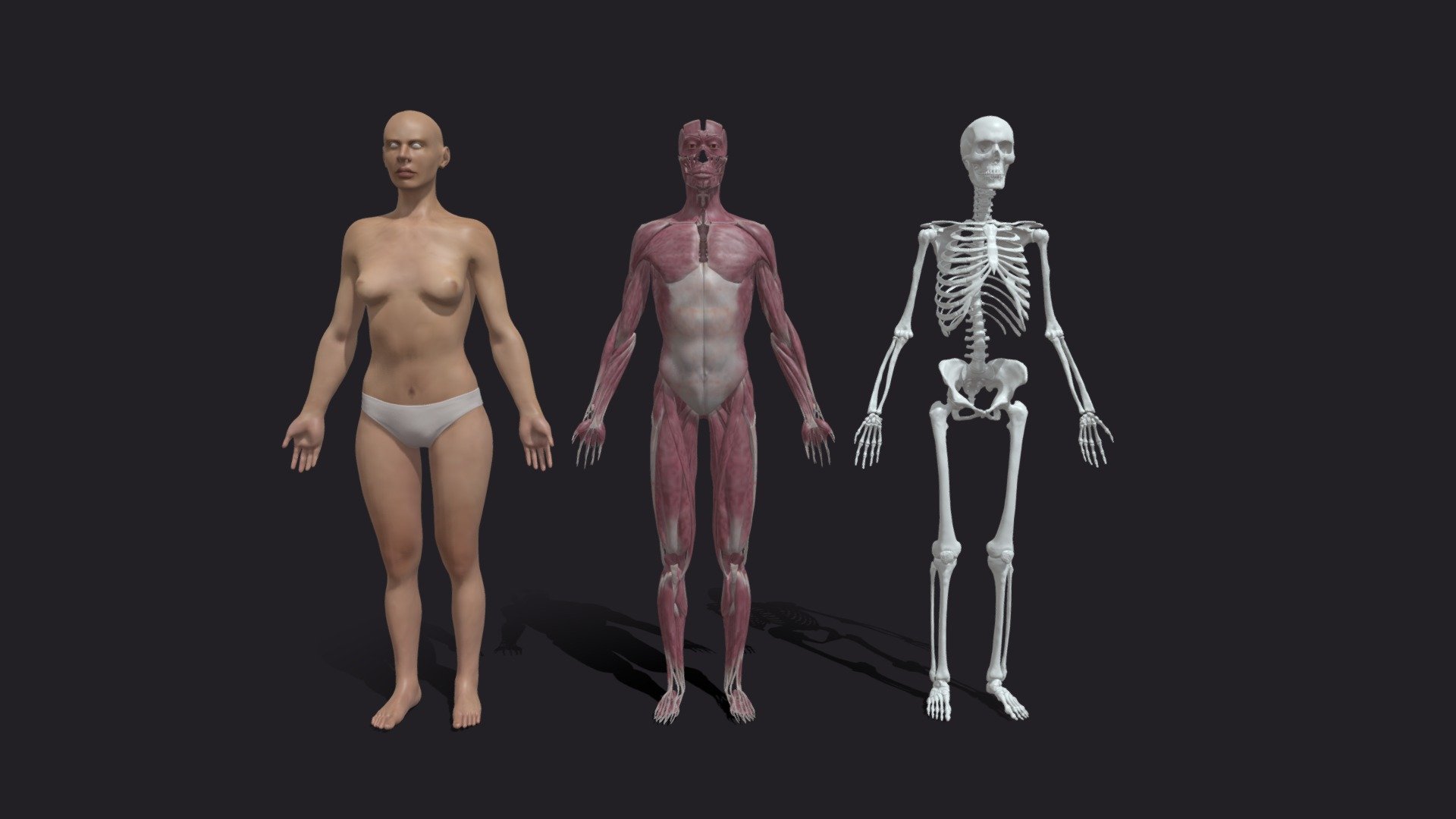 Female Basemesh Collection 3d model