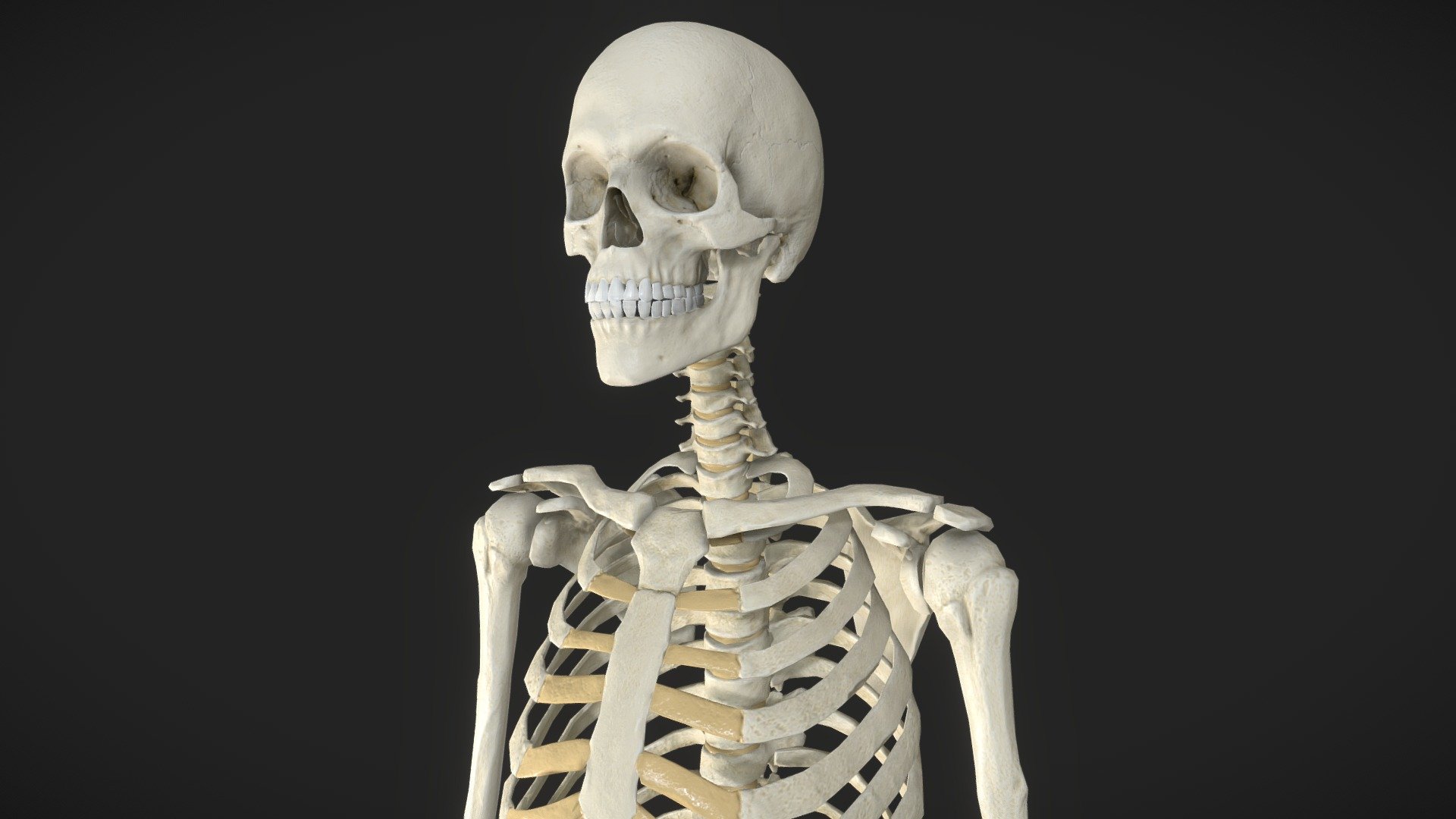 Skeleton 3d model