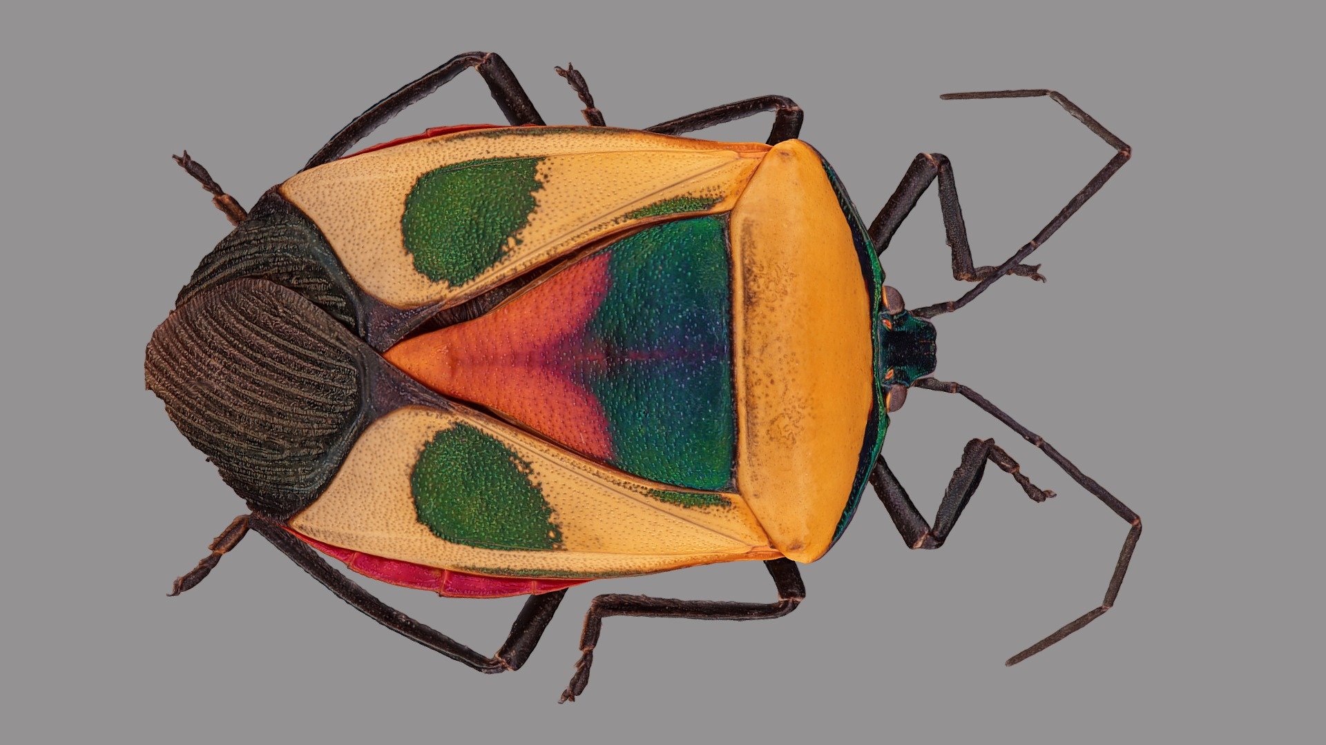 Catacanthus nigripes 3d model