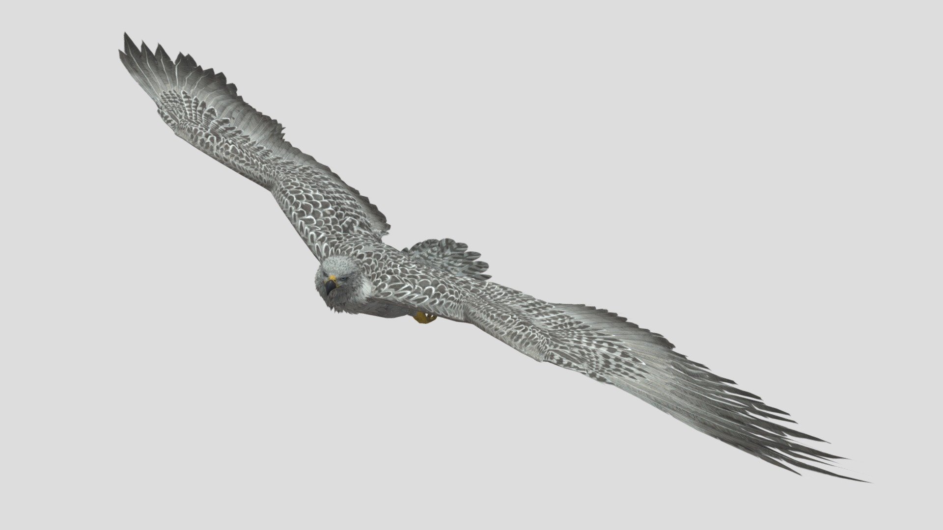 White Eagle 3d model