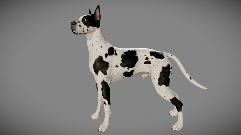 Great Dane 3d model