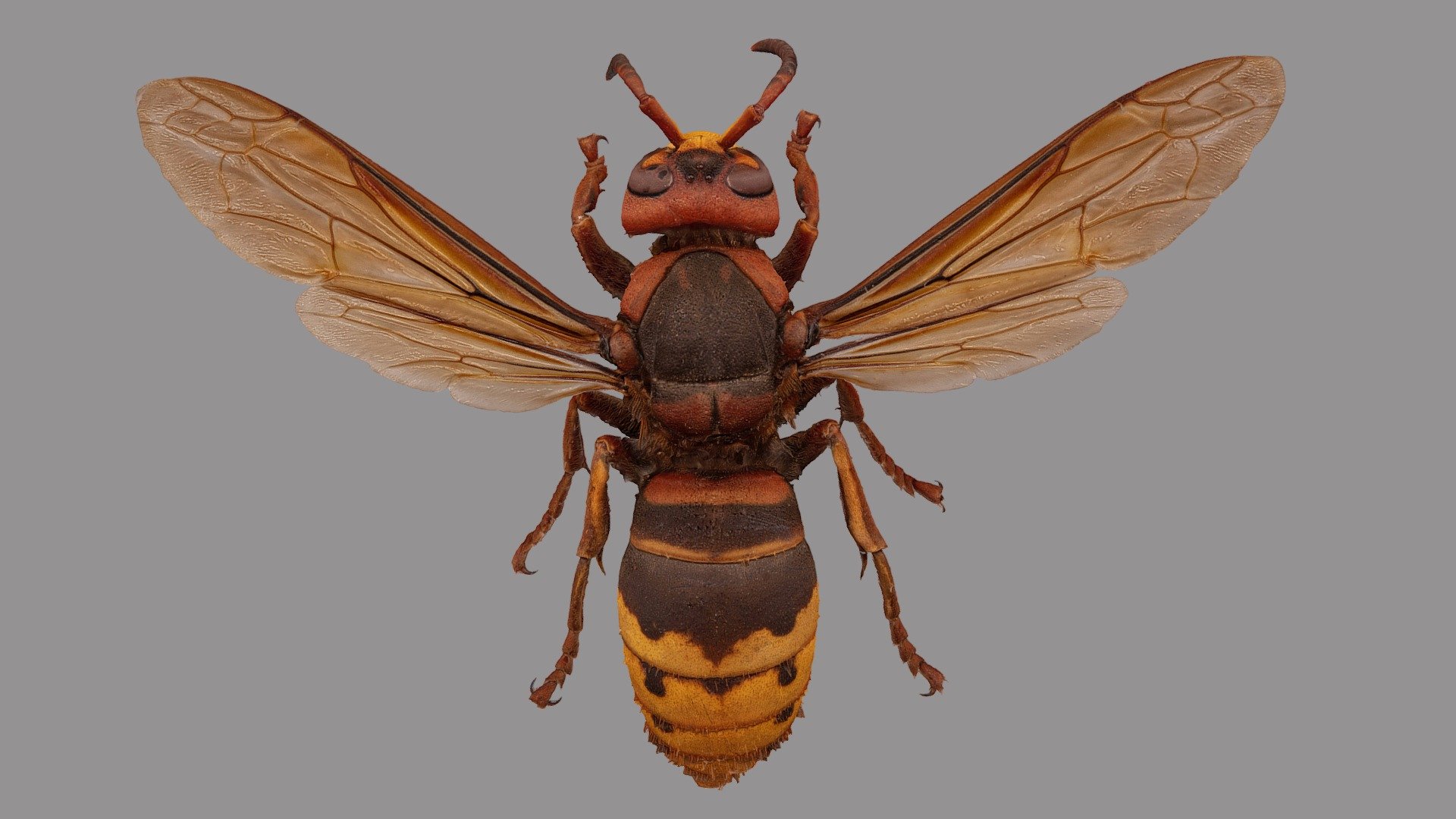 Vespa crabro 3d model