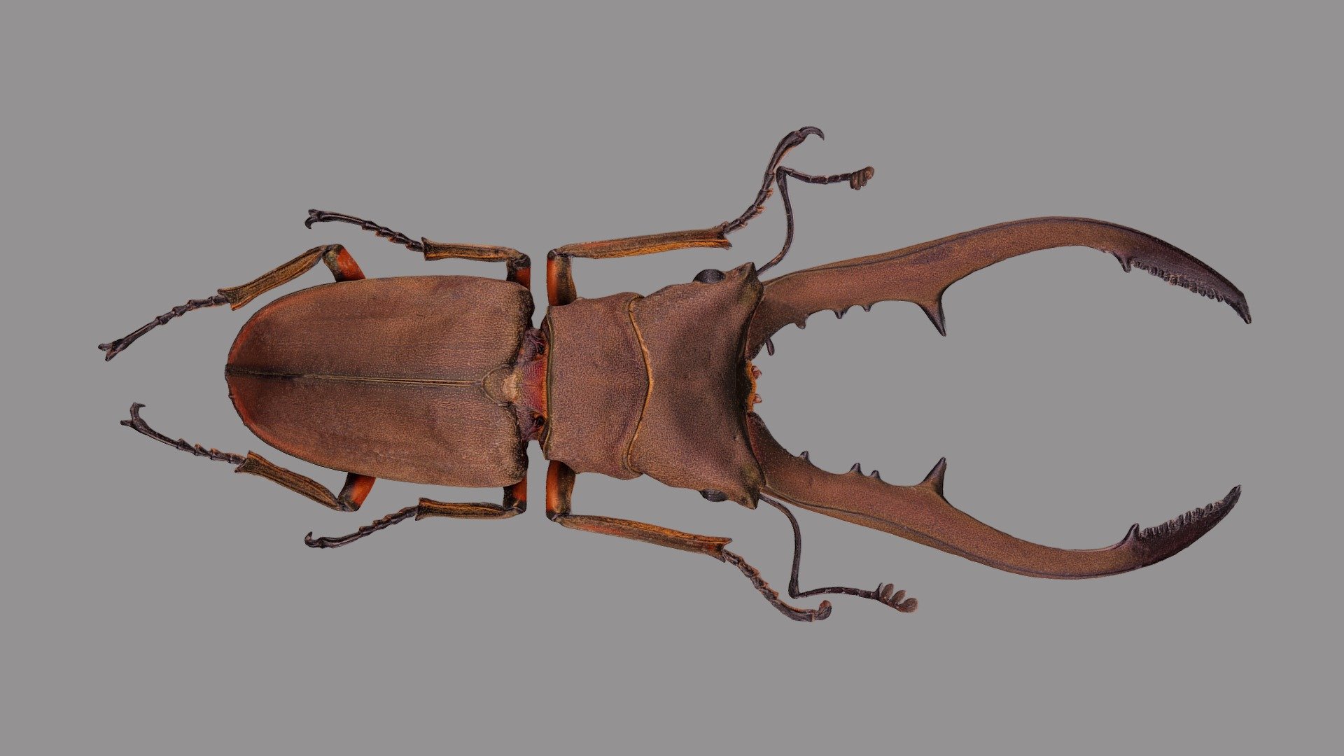 Cyclomatus metalifer finae 3d model