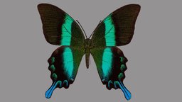 Papilio blumei