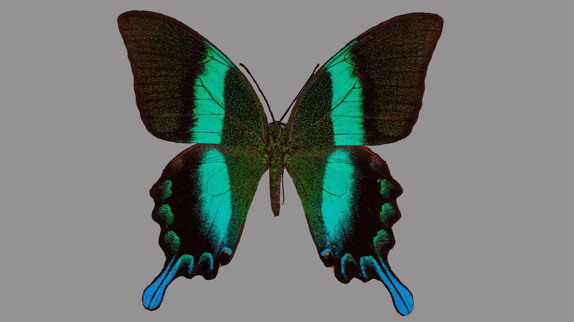 Papilio blumei 3d model