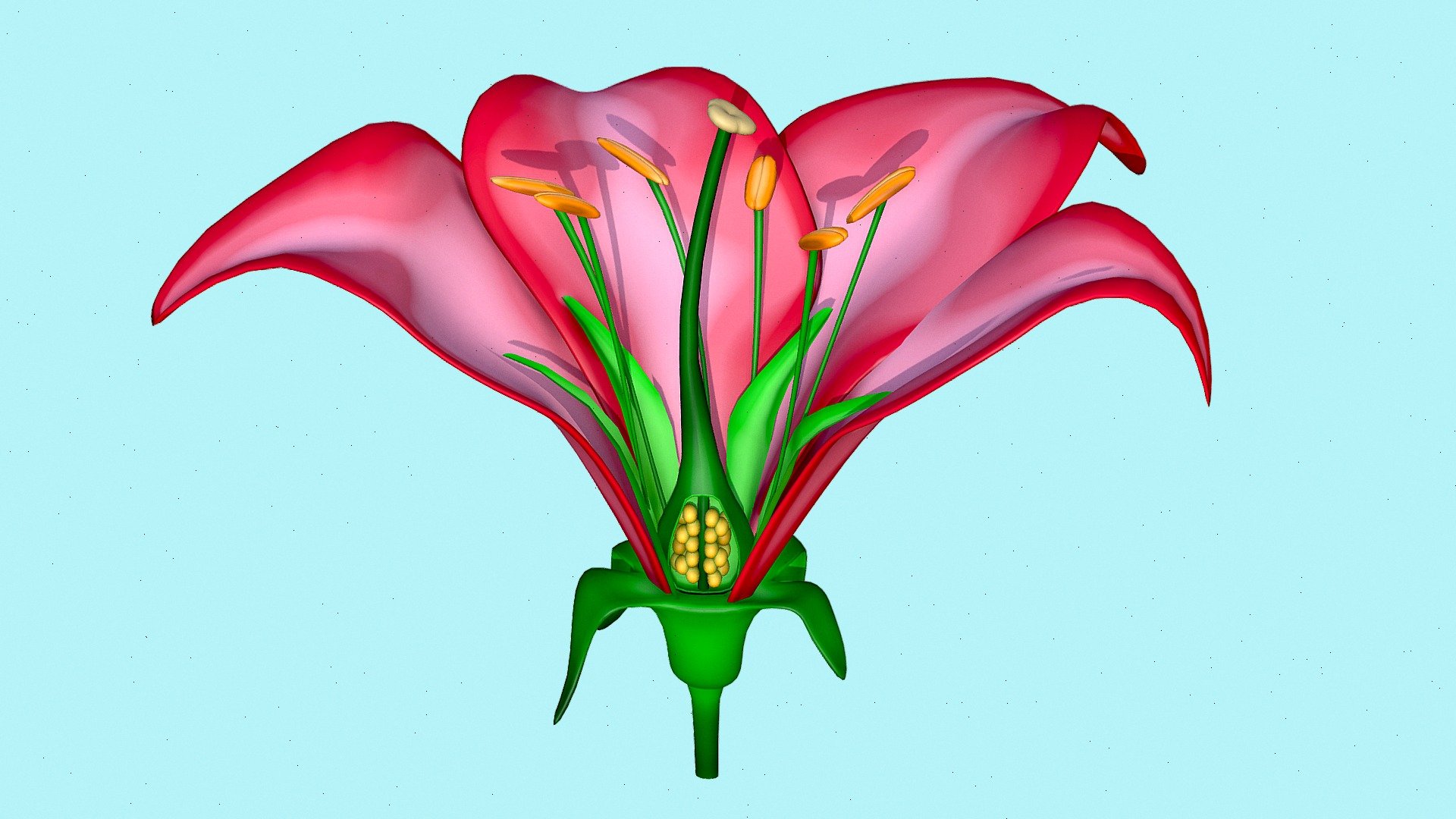 Anatomy of a Flower 3d model