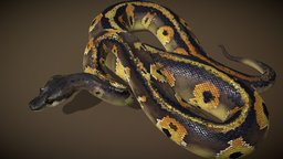 Blackhead Ball Python