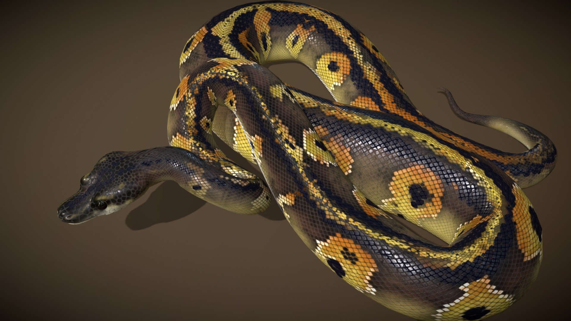 Blackhead Ball Python 3d model